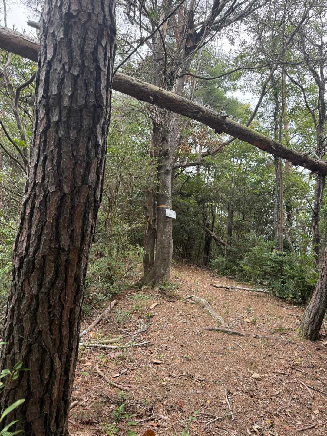 歩きやすい登山道😊