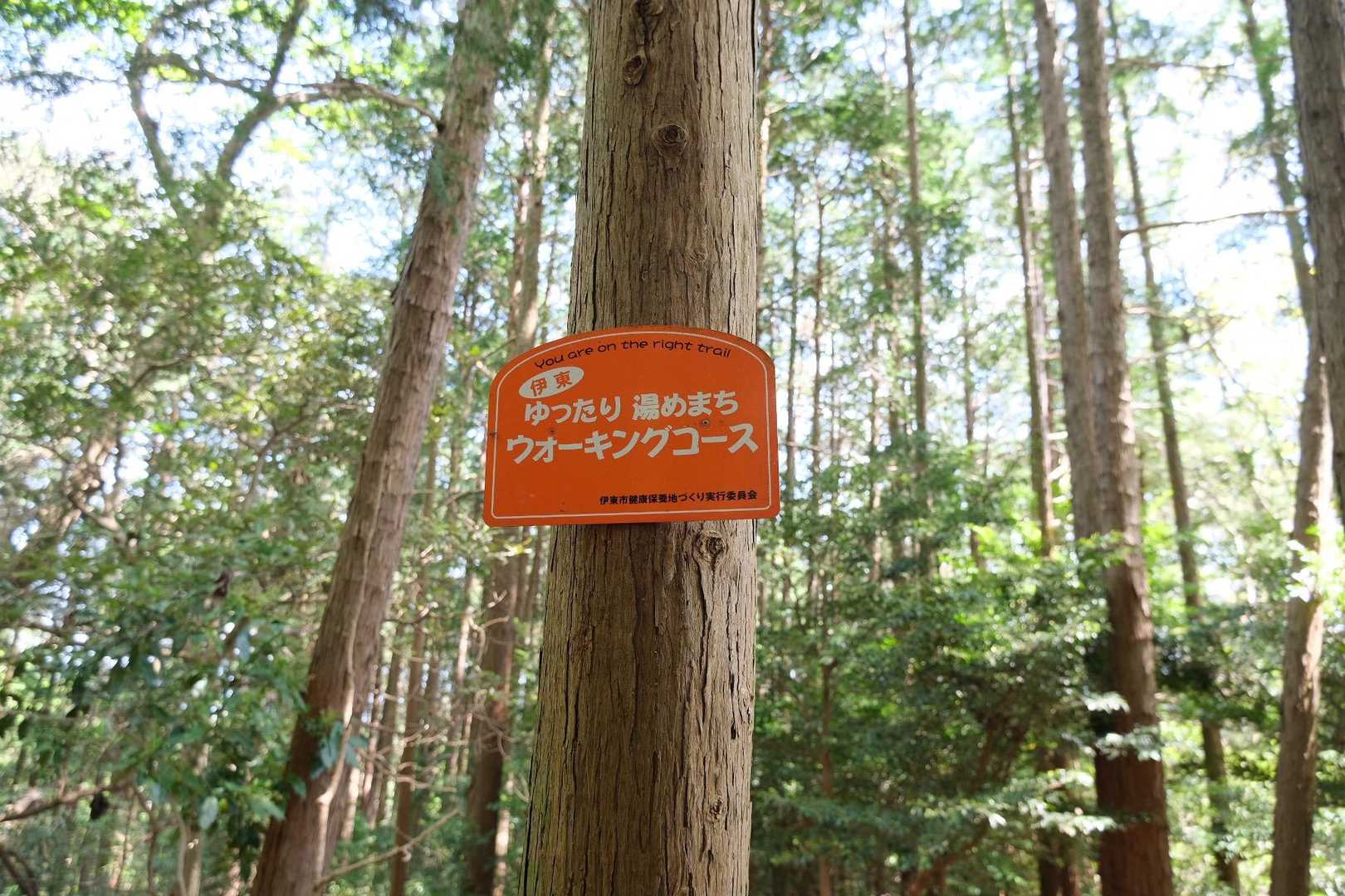 こんなに良いコースなのに、人がいないのは有名なお山がないからなのかな🤔

これから有名なお山が入ってないコースを歩くのもいいな