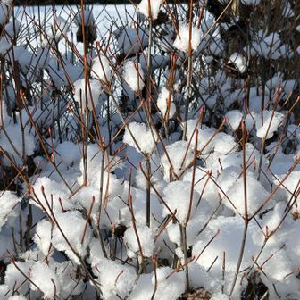 ❄️❄️❄️雪の花❄️❄️❄️

まるで❄️花❄️が咲いている様にも👀