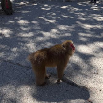 こんにちは🐒