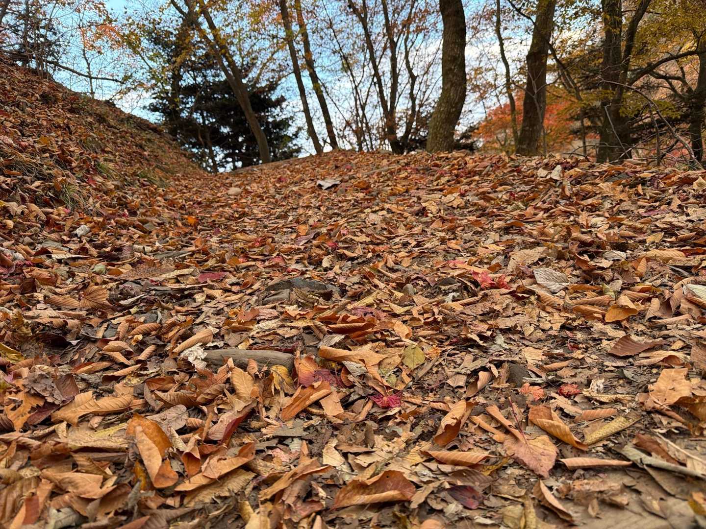 落ち葉🍂どっさり