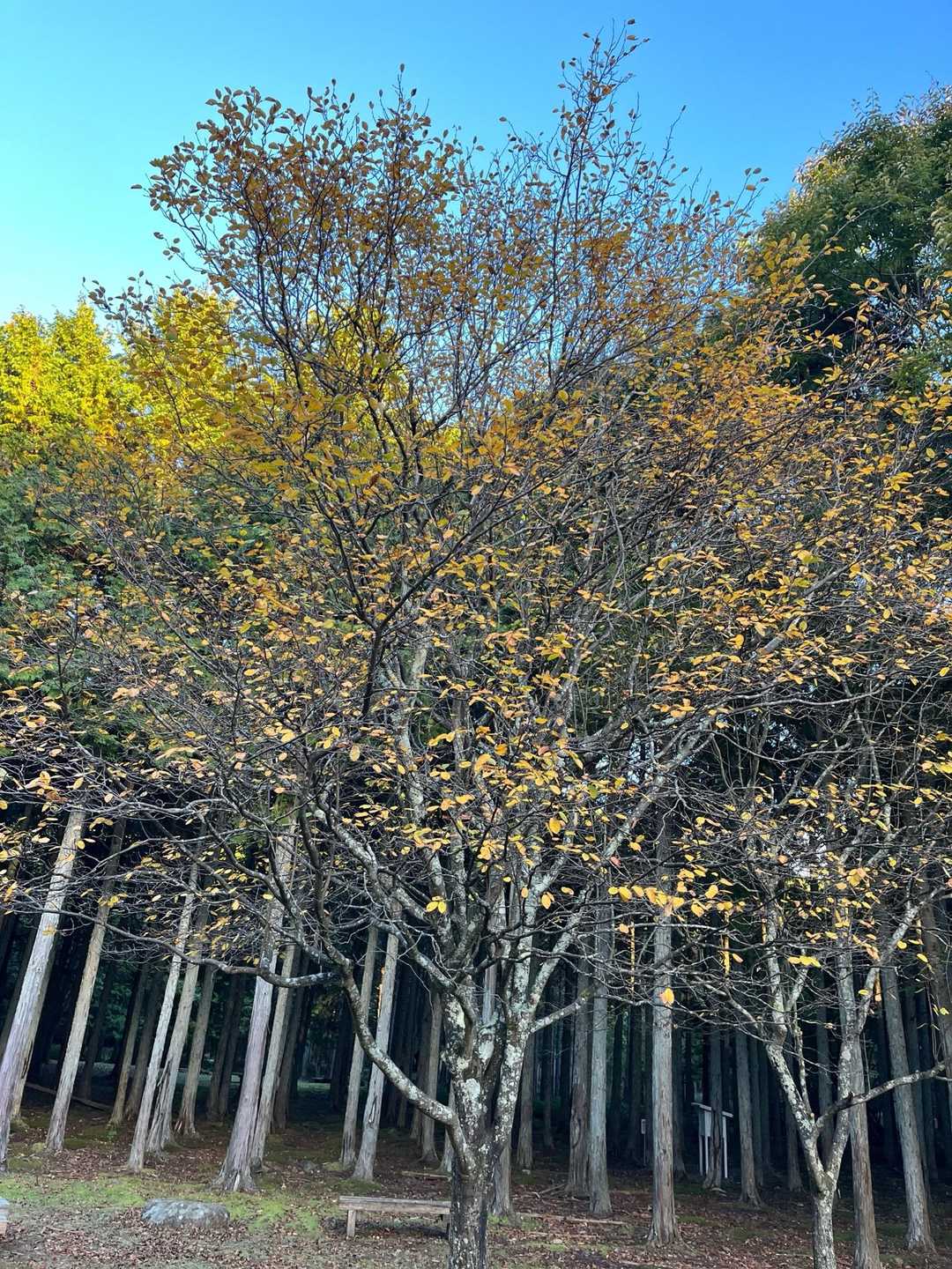 秋がやっと来ましたね🍂
もう少し涼しいのが続くと箕面の滝道の紅葉が真っ赤になるので次の休みは滝に行くことに決定