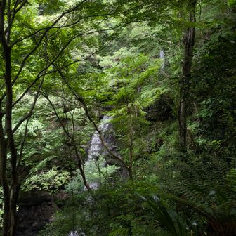 更に牛滝川を下ると一の滝、二ノ滝、三ノ滝は見ごたえがある。