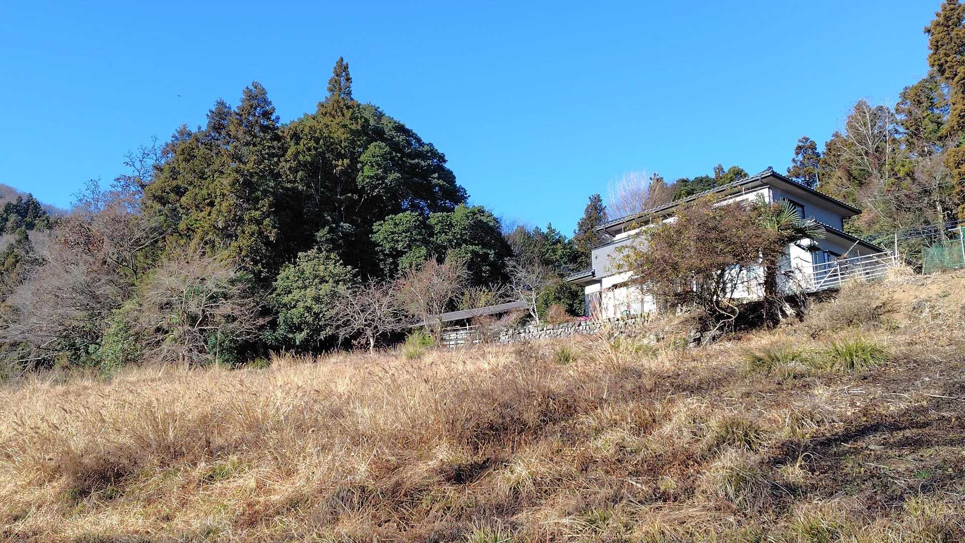 いい感じの民家の横の木の形