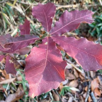 ミズナラの紅葉🍁