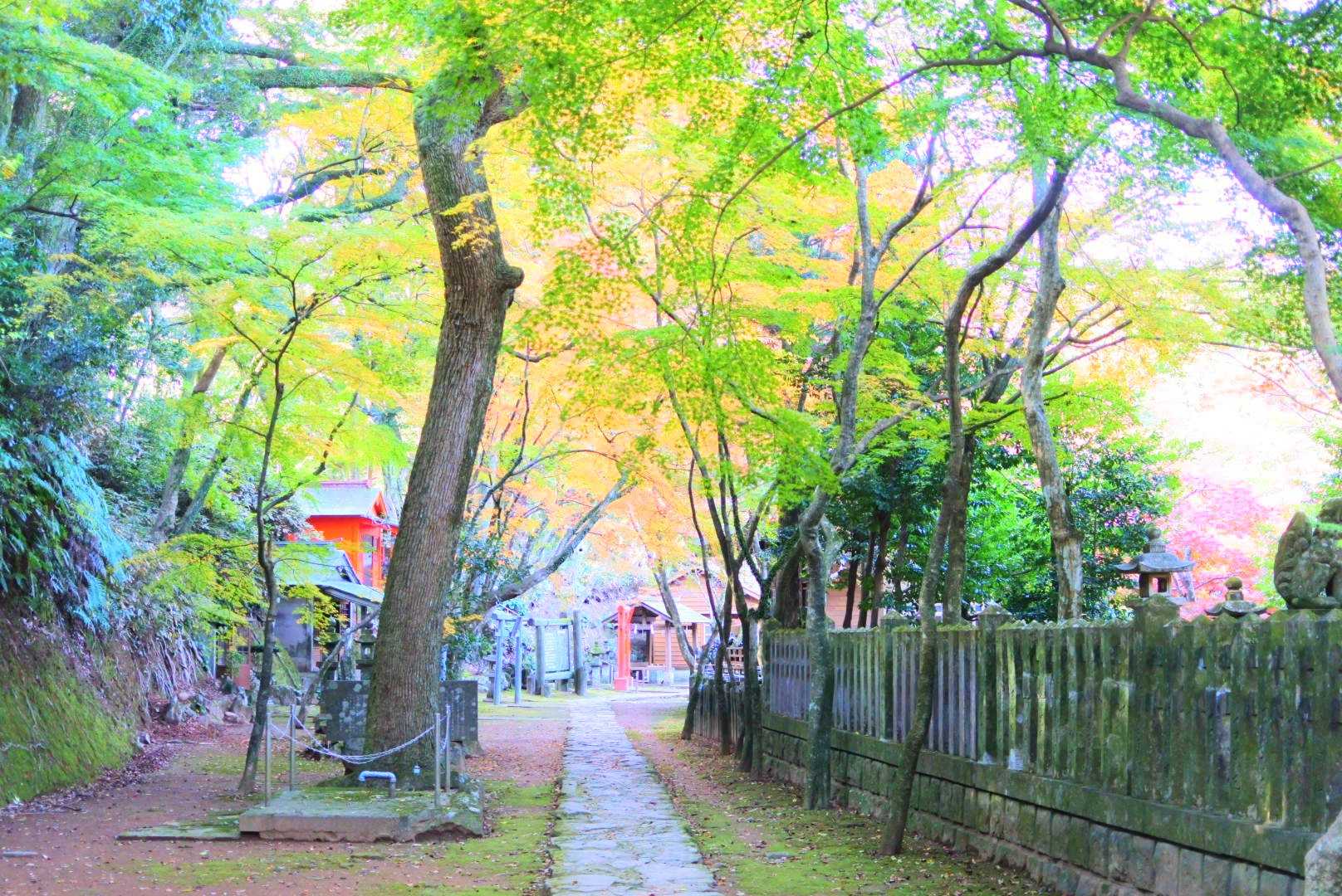 金比羅神社-金比羅山 往復コースの写真