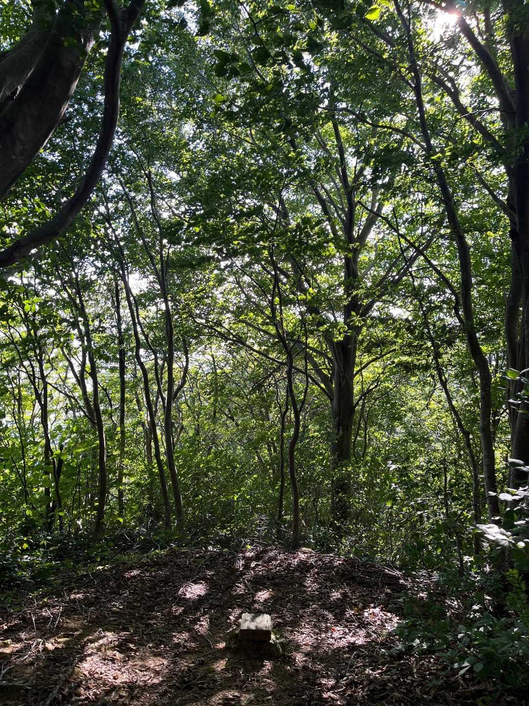石瀬峠-多宝山 往復コースの写真