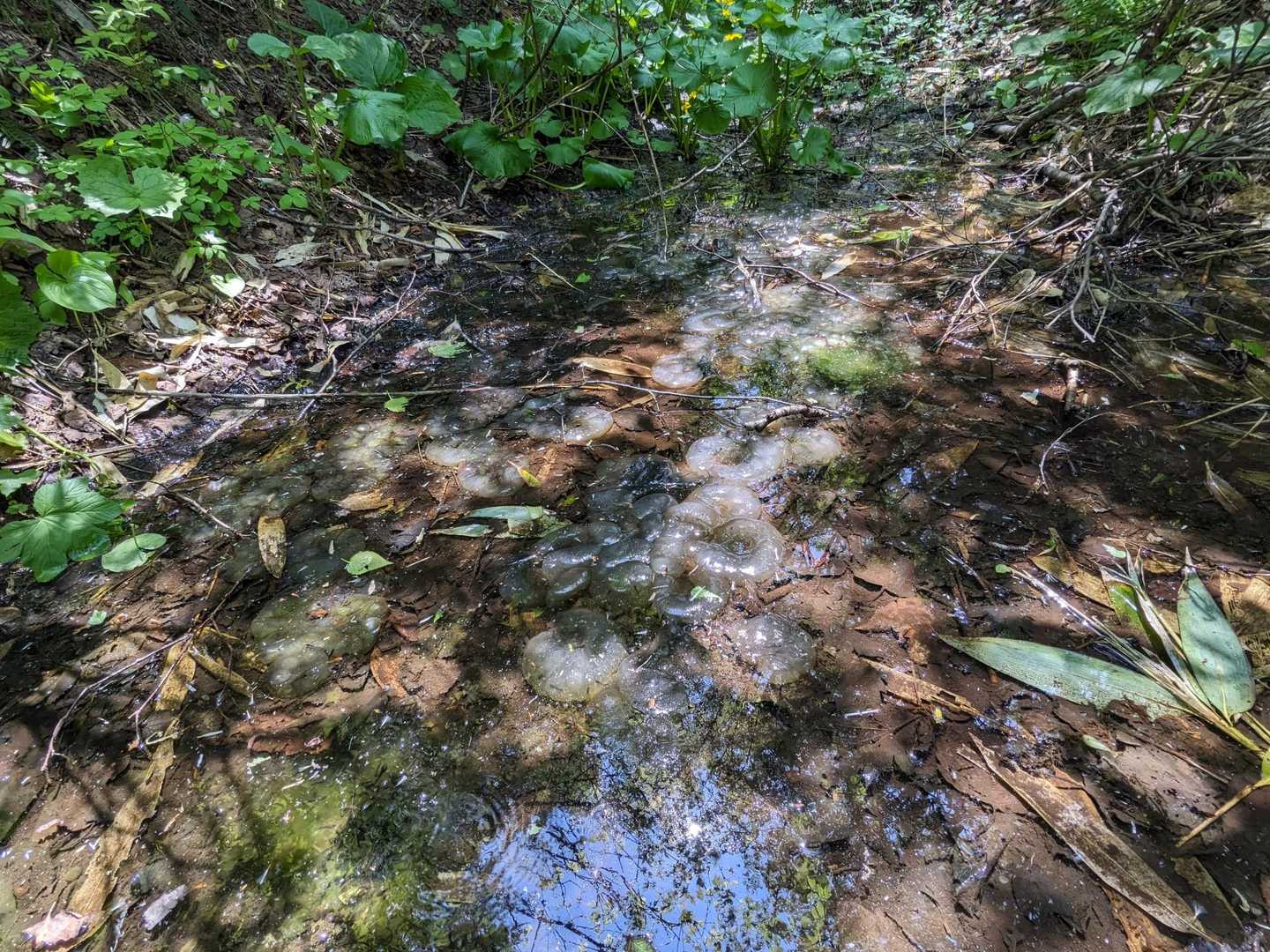 水溜りの中に卵からのオタマジャクシ