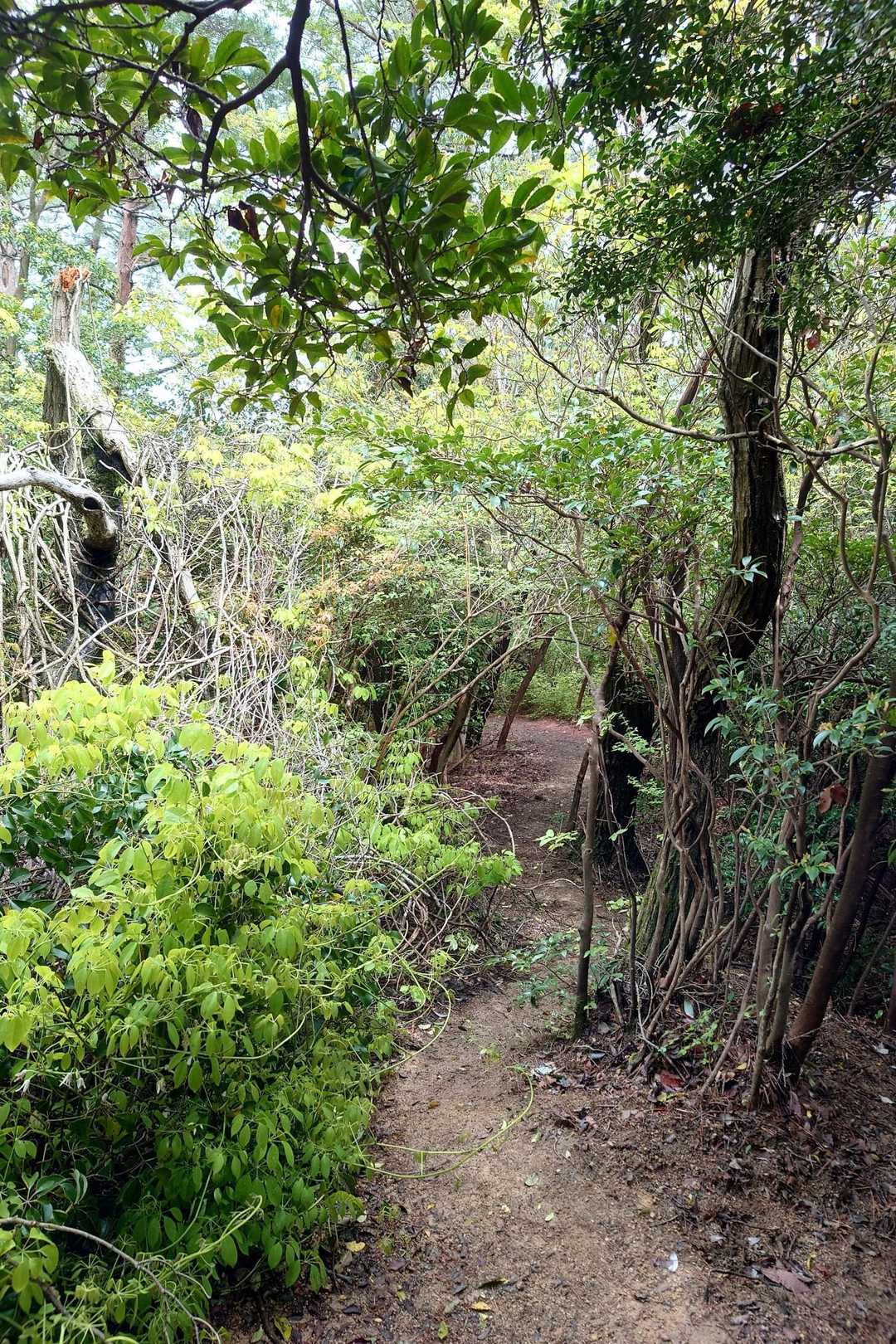 山寺尾根道は掬星台付近の急坂で無事に下れるか心配でしたが、ここまで来ると落ち着きました!