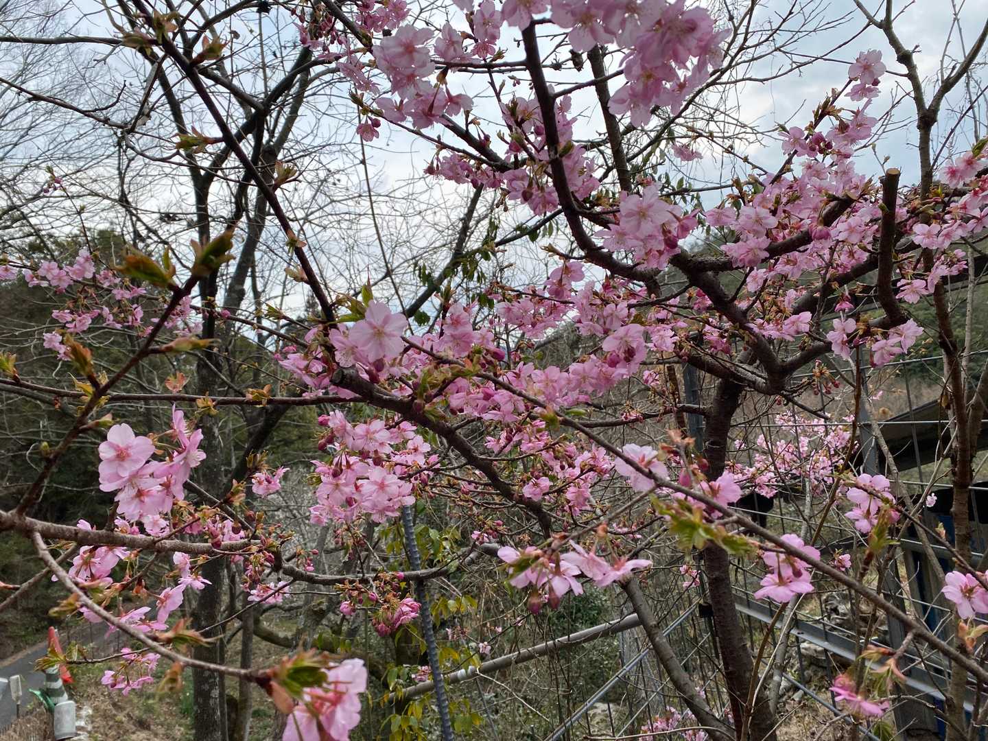 桜が綺麗🌸