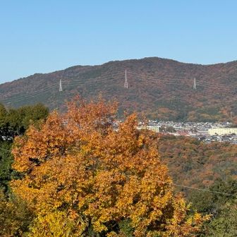 弥勒山こんなに紅葉してるのいいタイミングで見れました😊