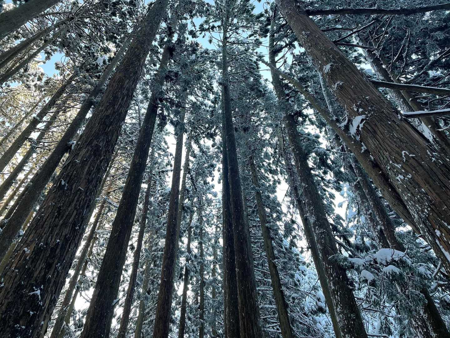 一合目までの杉林
いつもは落雪でバシャバシャになるけれど今日は程良く冷えて大丈夫でした😊