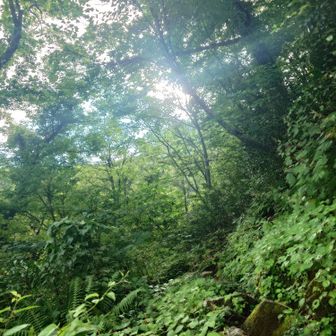 前日の夕立の雨が乾いていなく、岩がものすごく滑る。