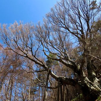丸尾の大ブナ。ご神木です。
凄い迫力。推定樹齢600年ですって！