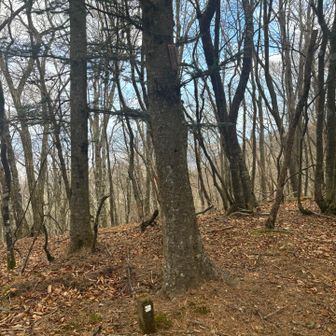 ここが次のピークだな？