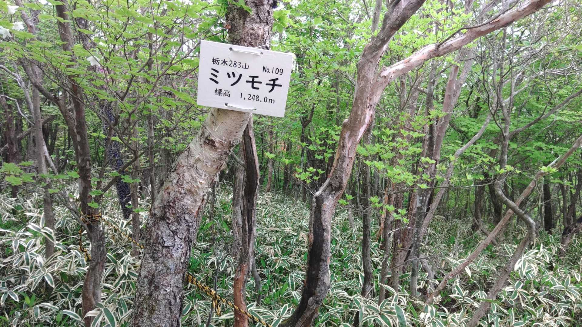 八方ヶ原大間々台登山口-ミツモチ 往復コースの写真