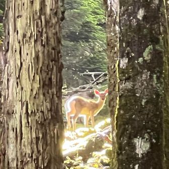 鹿さん発見🦌　嬉しい｡