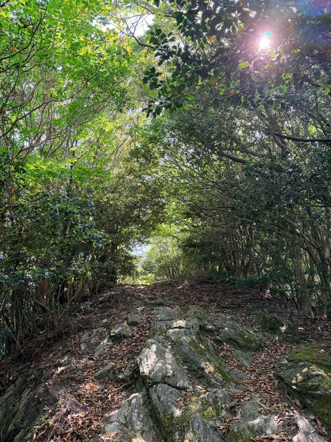 こんな登山道🥾
ずっと涼しい風が吹いてて
あたたかくて気持ちよかった☺️