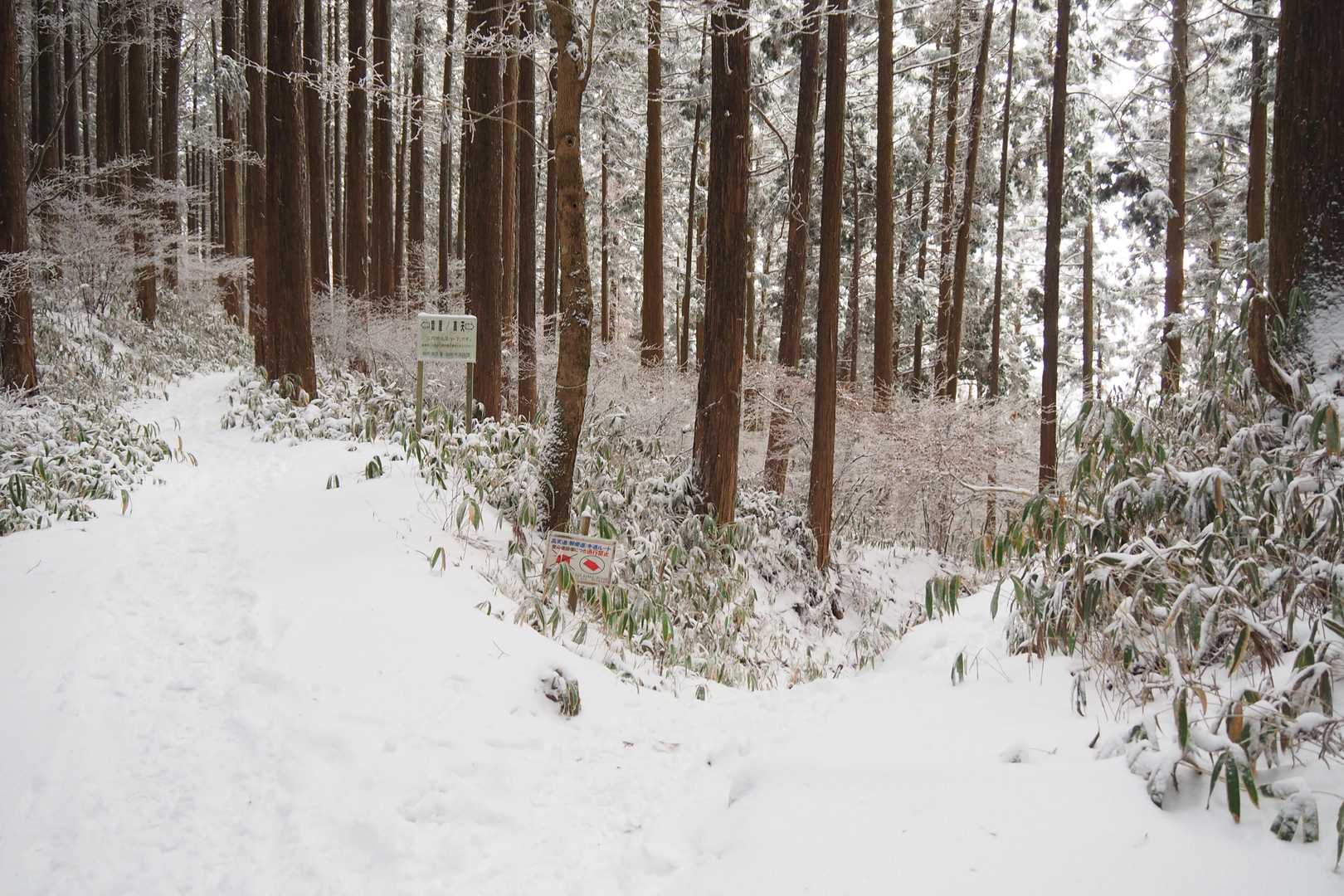 ダイトレとマツバカケ尾根の合流地点に到着