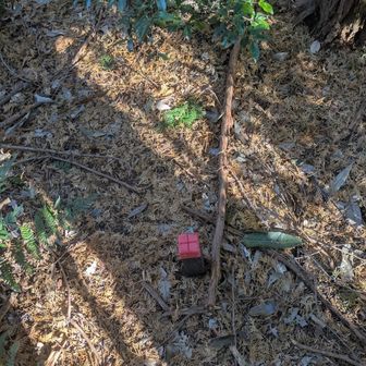 この赤い印を頼りにしたとしても
歩くには無理がある藪