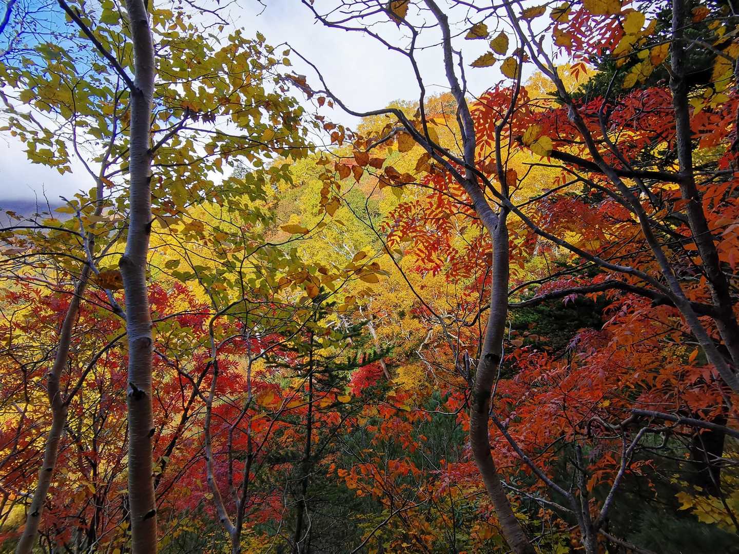 赤岳と比べて、近づいて見ても葉っぱが傷んでない感じ🍁