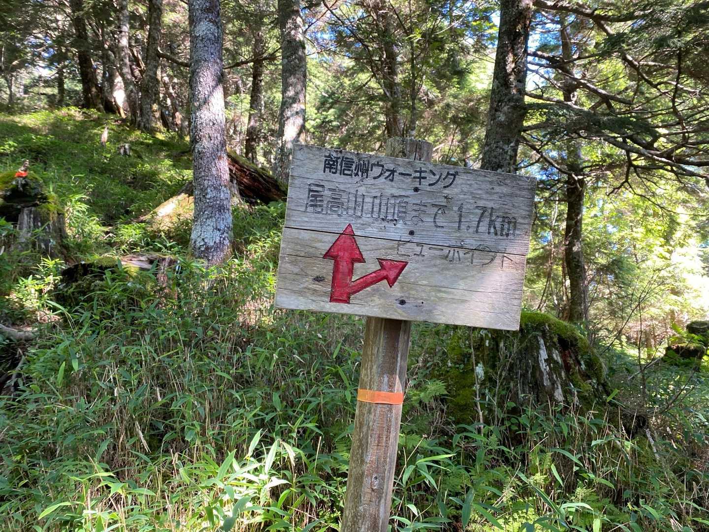 しらびそ峠-前尾高山-尾高山-奥尾高山 往復コースの写真