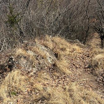 以前来た時には木に標識あったと思ったのだけれど見当たらなかった。
一つ目のピーク、陣場鳥越山。