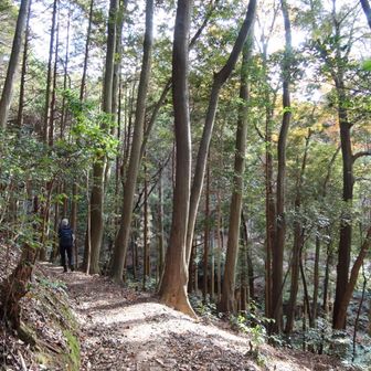 下山します
こちらも緩やかで歩きやすい