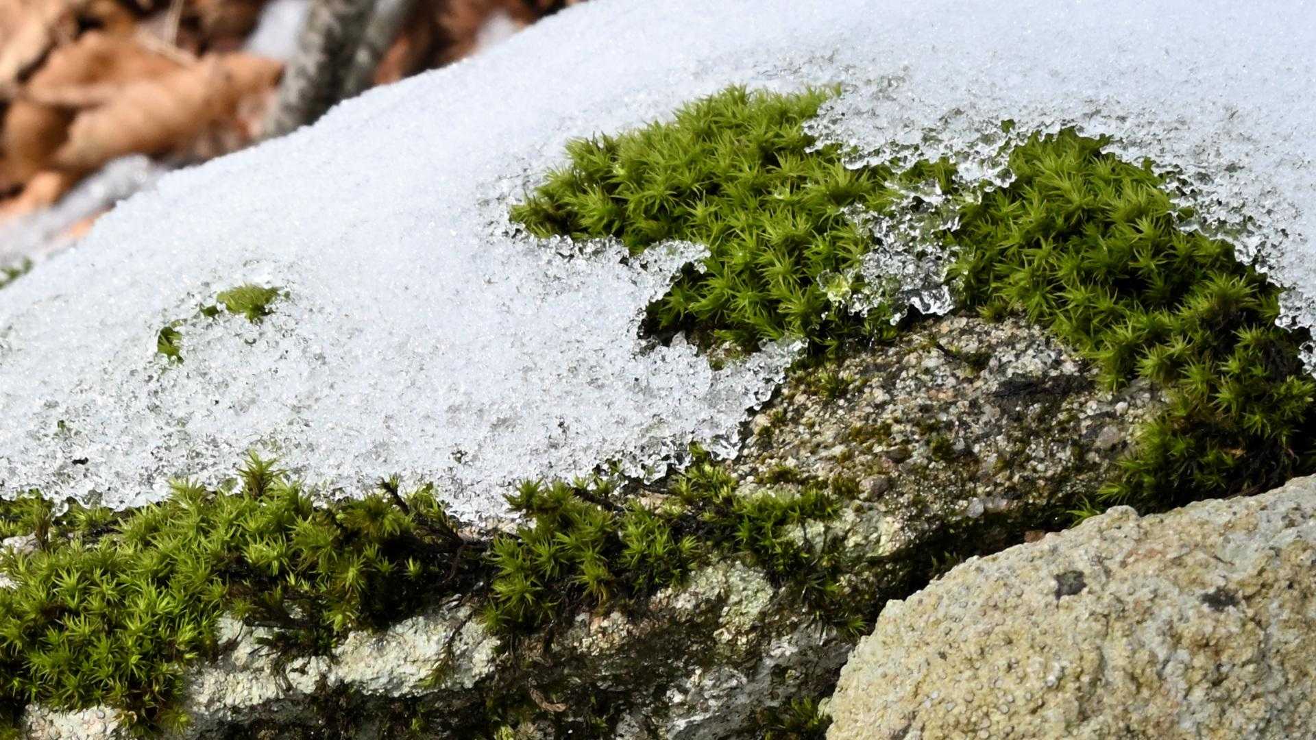 雪質は落ち葉で断熱されて、安定してました。
