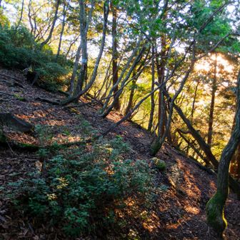 荒尾山から大甲山までは何度かアップダウンがありますが、あまりキツくなかったです。