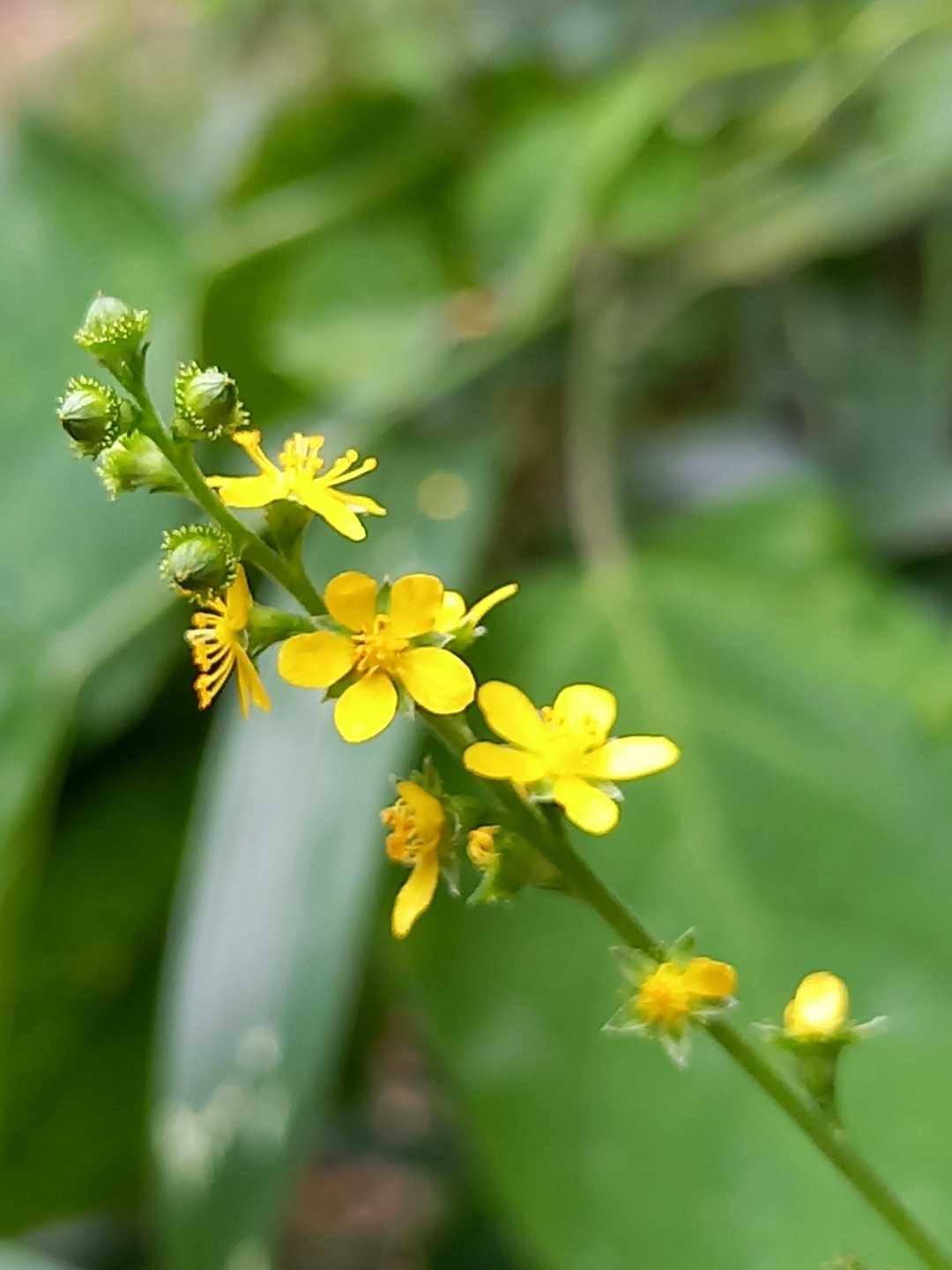 ダイコンソウ🌼🌼