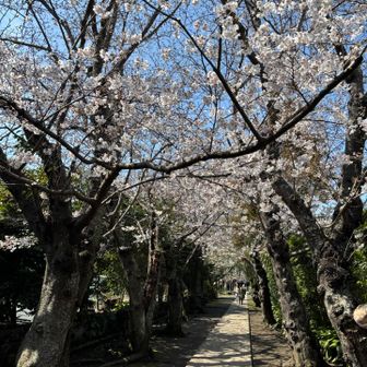 桜🌸の、トンネル