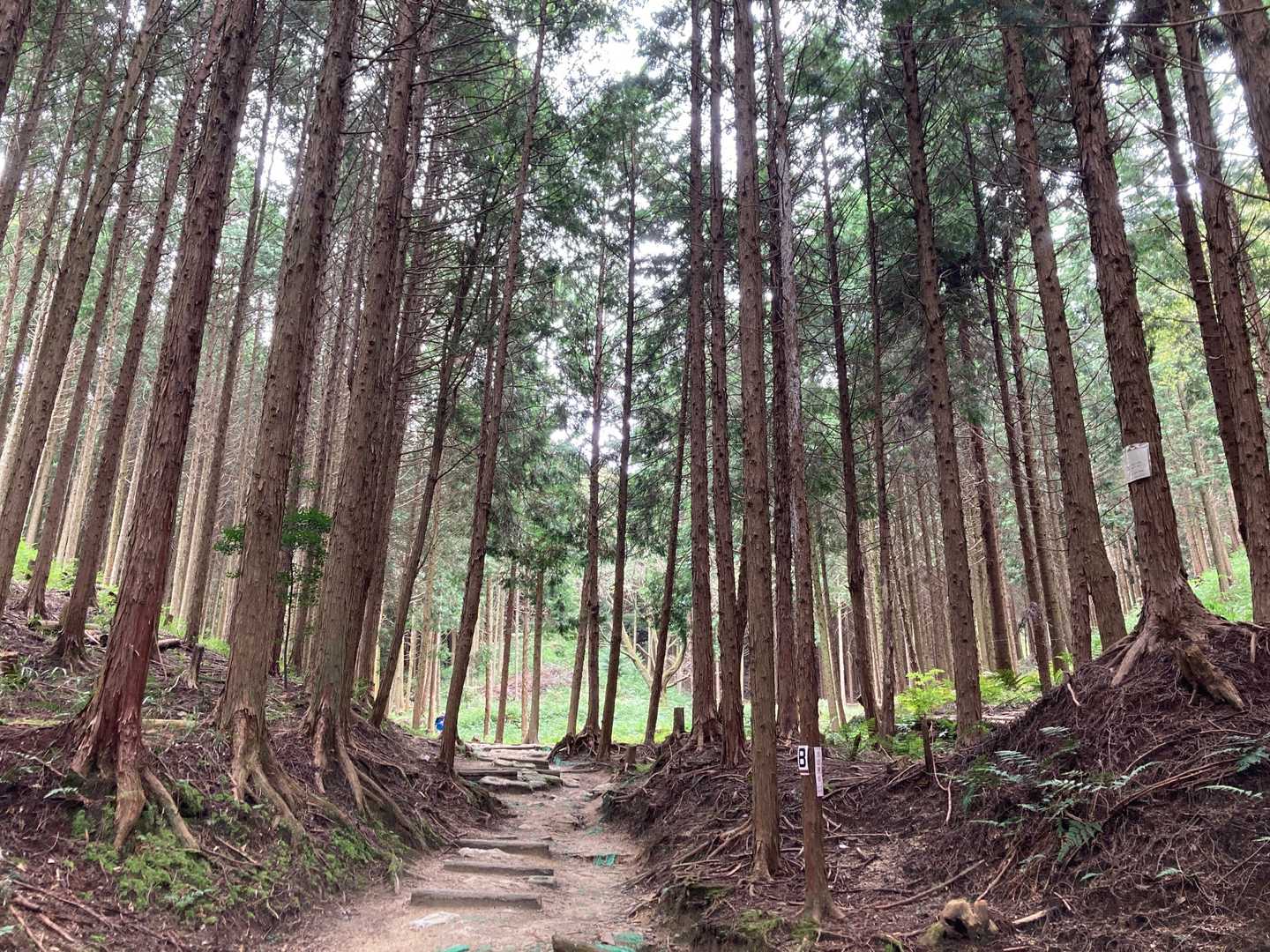 🌳🌳🌳山の中って感じ〜🌳🌳🌳