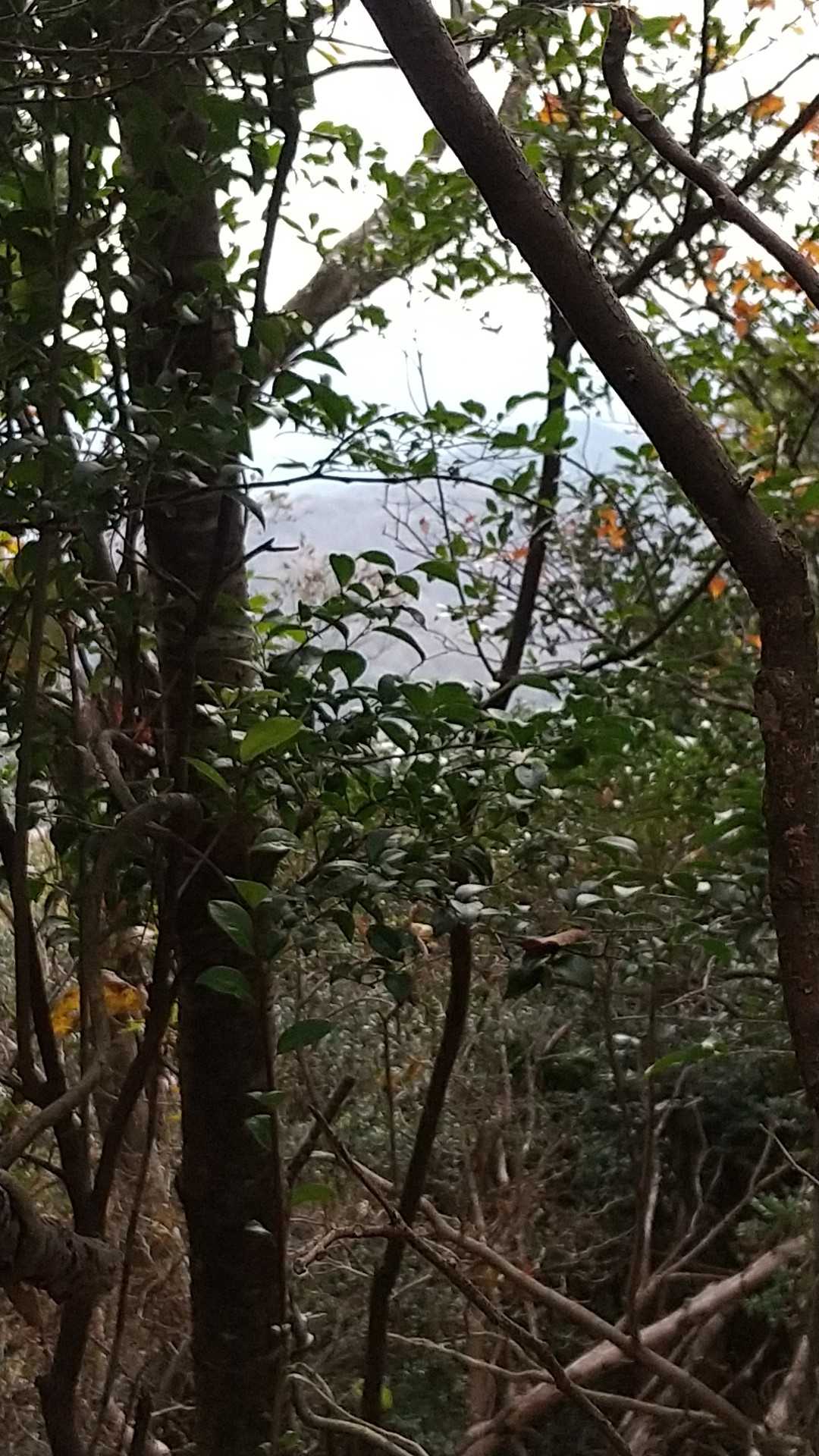 しかし展望はほぼありません。