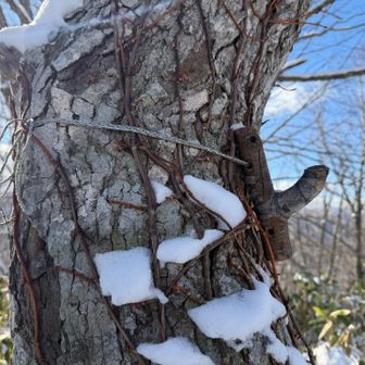 山頂標識を探したけど、木の枝のフックみたいのがあって、きっとここに掛かってたのかなー⁉️とか思い📸パシャリ