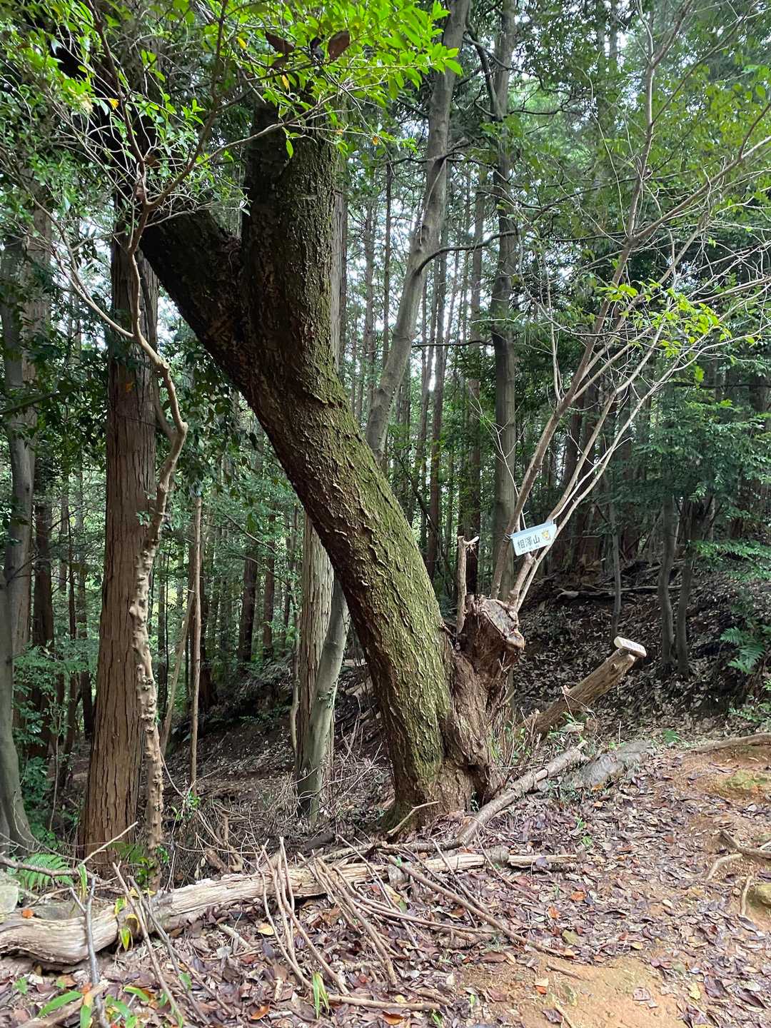 尾張本宮山 往復コースの写真