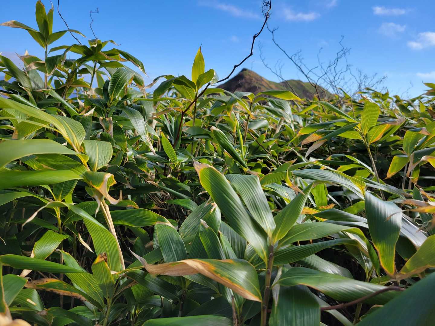 籔からの前千軒岳⛰️
深い籔だ😢