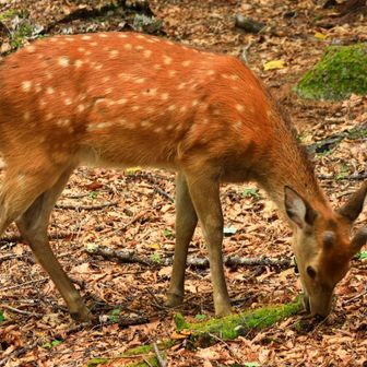 駐車場の近くでいきなり鹿が飛び出してきて「びっくりしたな！」と叱ってやった。(鹿だけに。)
けど、叱っても全然逃げないし、むしゃむしゃなんか食べてるし。仕方ないね。（鹿だけに。）