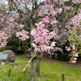 枝垂れ桜？可愛い🩷