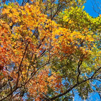 紅葉🍁
筑波山の前に，つくば駅🚉とエキスポセンター🚀でチェックインしています