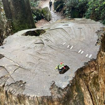 切り株の樹齢４００年　年代マークつき　