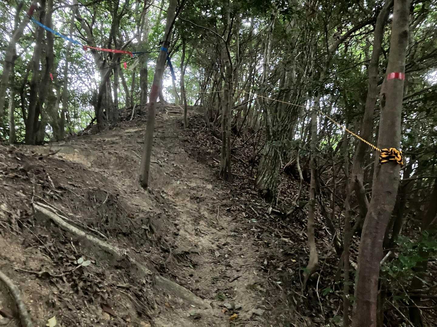 右へ誘導するためのトラロープを張っておきます
