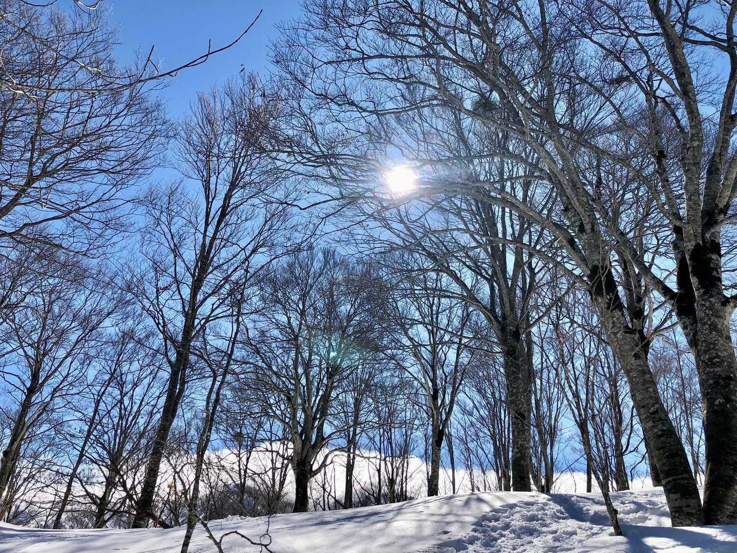 大好きなブナ林に突入
夏は樹林帯で眺めがない登山道も雪でこんなに視界が広がる🎶