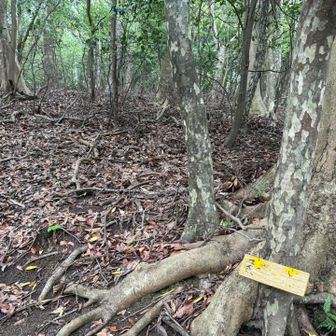 以前通った時には、黄色の板に「象の背（象山の背中〕282m」と書いてありましたが、消えてしまっていました。
この写真の奥に「象の背」282mのグレーピークがあるので、寄り道してみました。