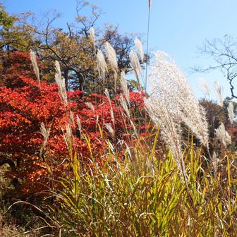 ススキ🌾と紅葉🍁の共演