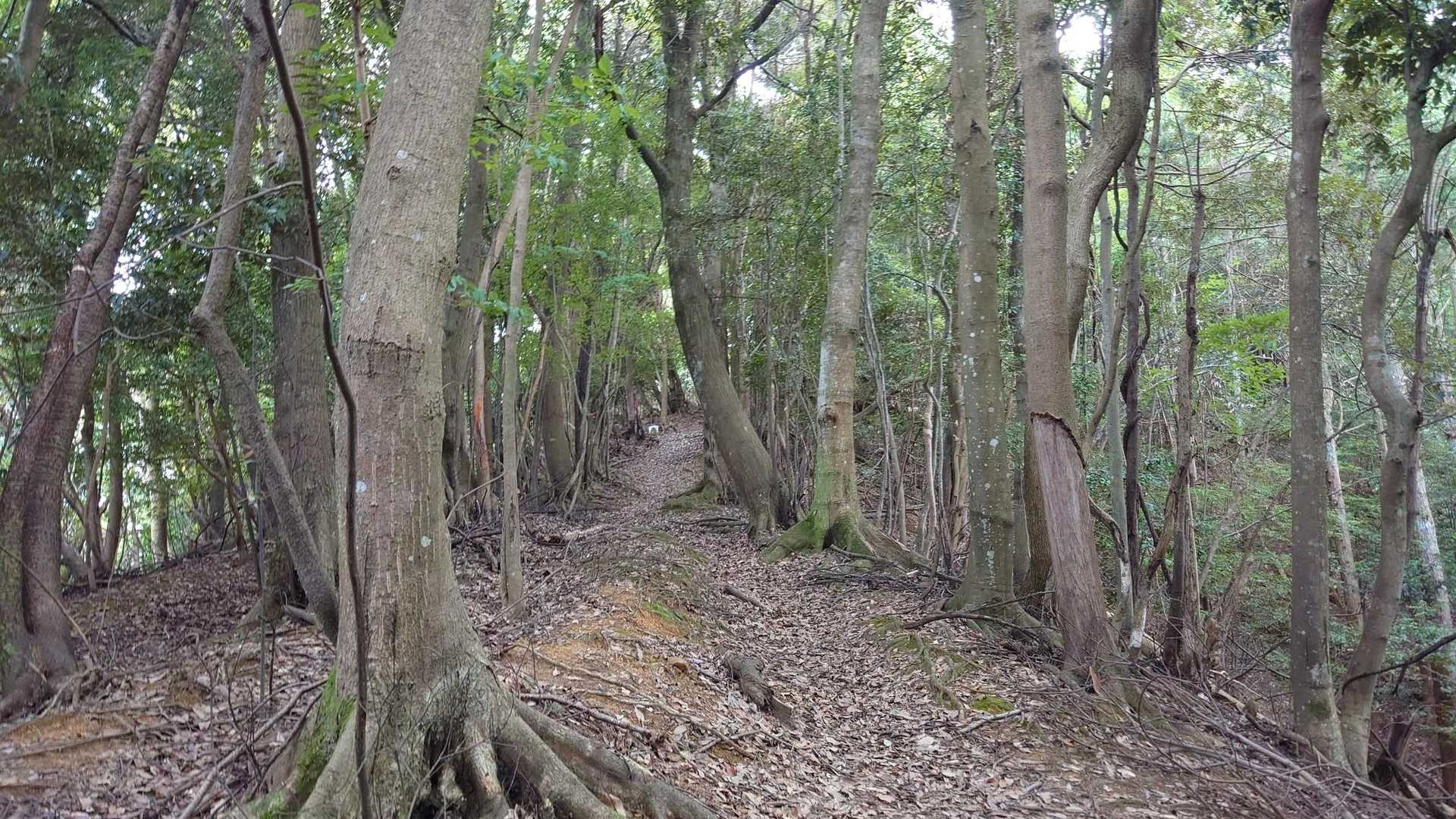 よく踏まれていて､ 歩きやすい登山道です。
