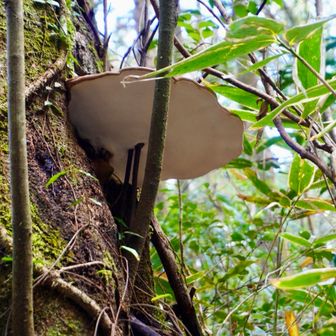 大きなサルノコシカケも教えてもらいました。
下のつっかえ棒みたいなのが気になる🙄