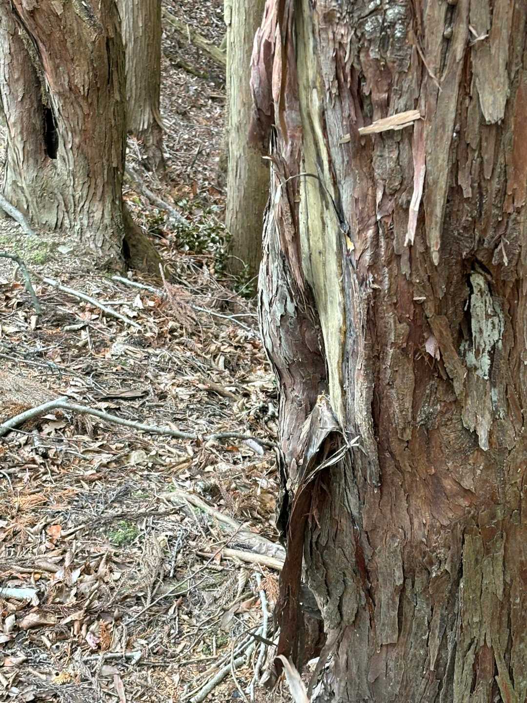 💩からすぐの木には…
これ、熊の爪とぎの跡？
霊山山頂では、何人かの人とすれ違ったのに、田代湖から先は誰ともすれ違わない…😨
めちゃくちゃ怖くなってきます…
