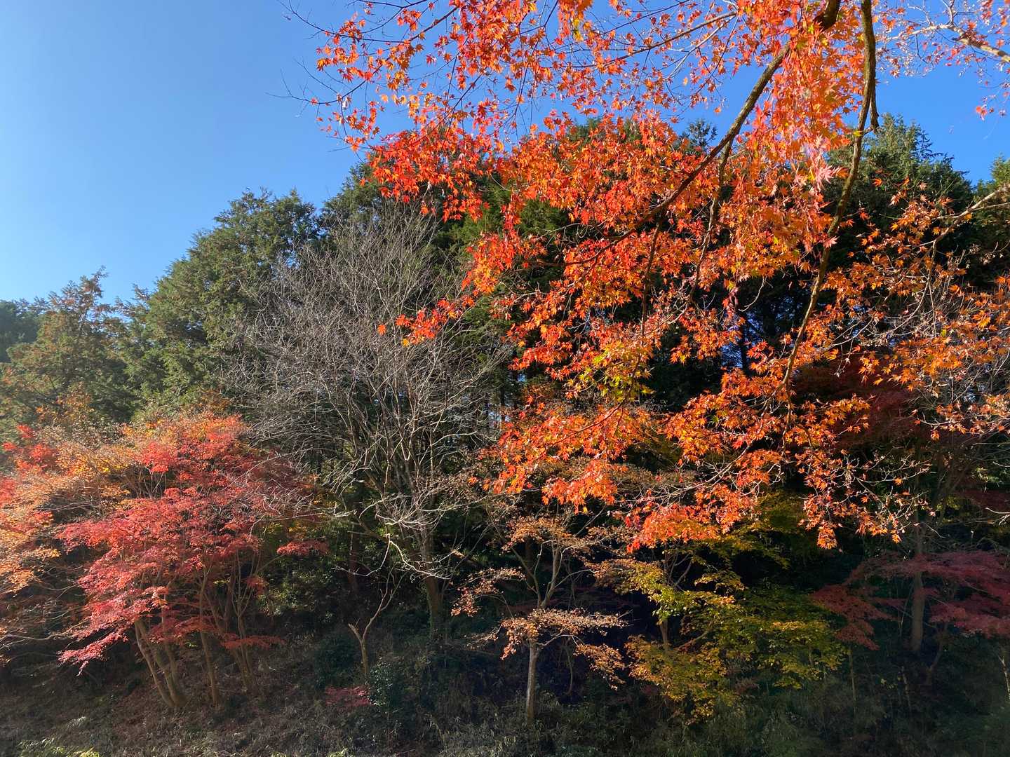 見頃ですね