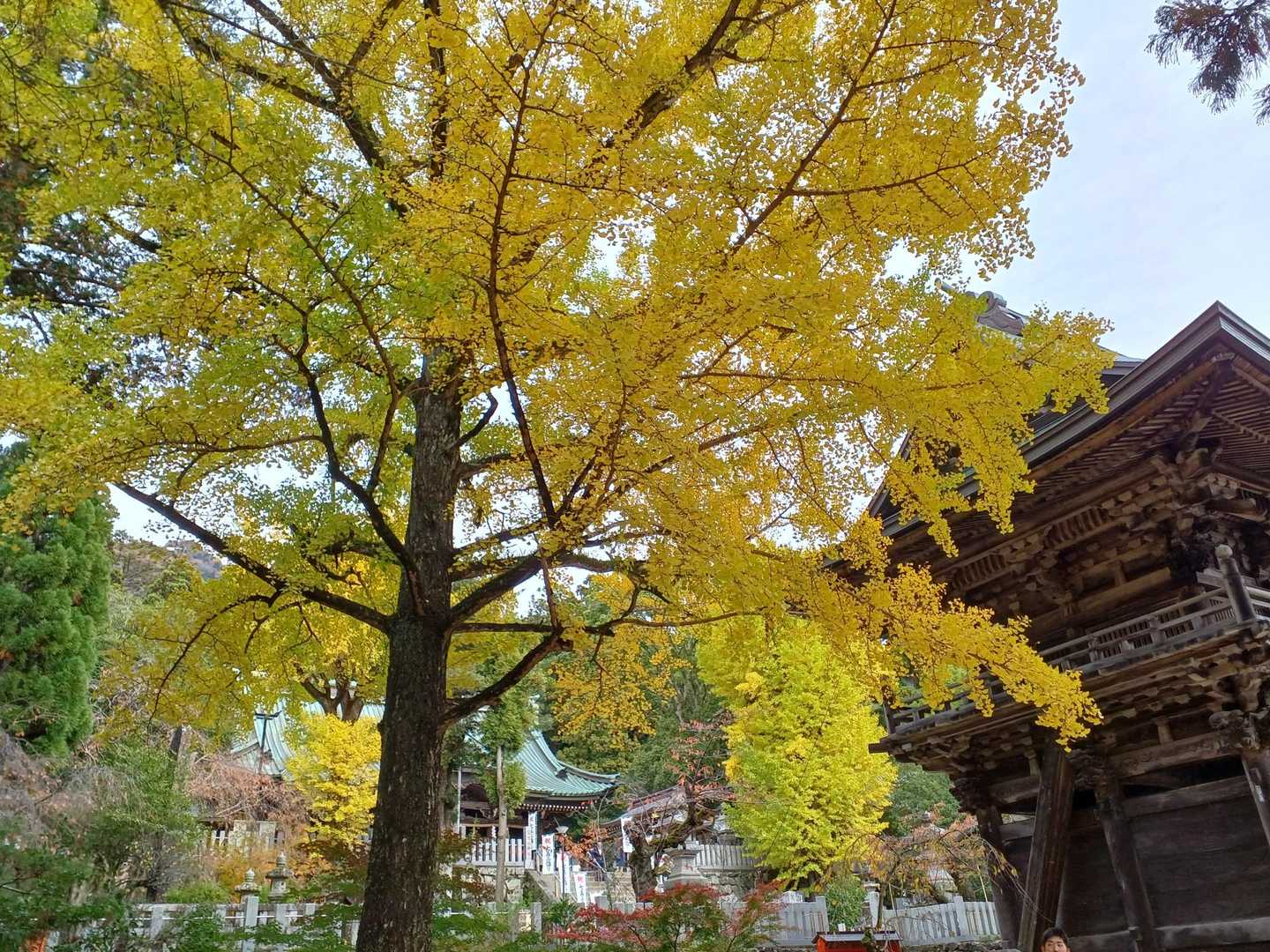 最初に見た銀杏〰️♥️